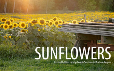 Limited Edition: Sunflower Sessions Whitby/Brooklin